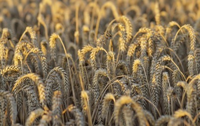 Zdjęcie do Susza 2021